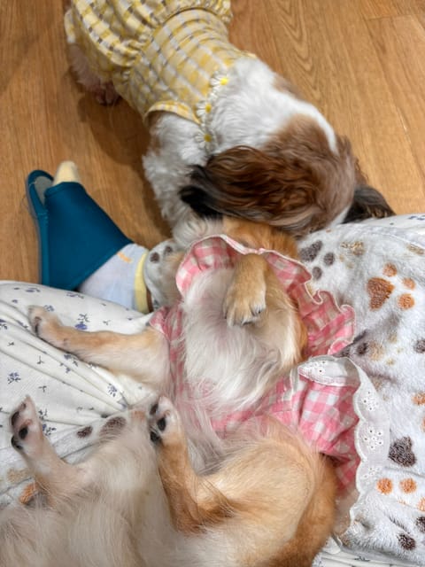 今日の推し活 🐶