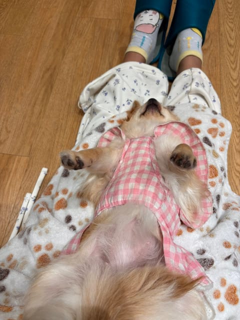 今日の推し活 🐶