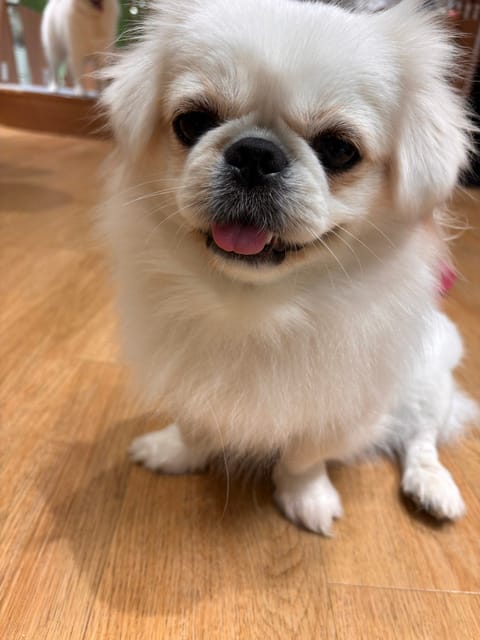 今日の推し活 🐶