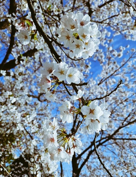 散る前に見れました🌸
毎年一緒だけどやっぱり桜はきれいですね✨
桜と言ったら私はさくら(独唱)です🎵
みなさんの桜ソング
