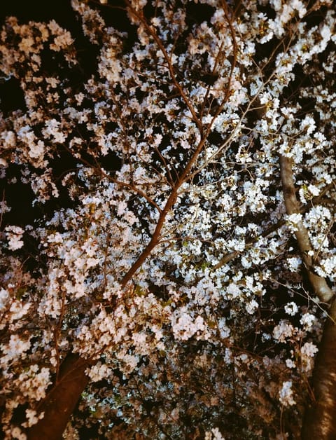 散る前に見れました🌸
毎年一緒だけどやっぱり桜はきれいですね✨
桜と言ったら私はさくら(独唱)です🎵
みなさんの桜ソング
