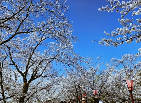 散る前に見れました🌸
毎年一緒だけどやっぱり桜はきれいですね✨
桜と言ったら私はさくら(独唱)です🎵
みなさんの桜ソング