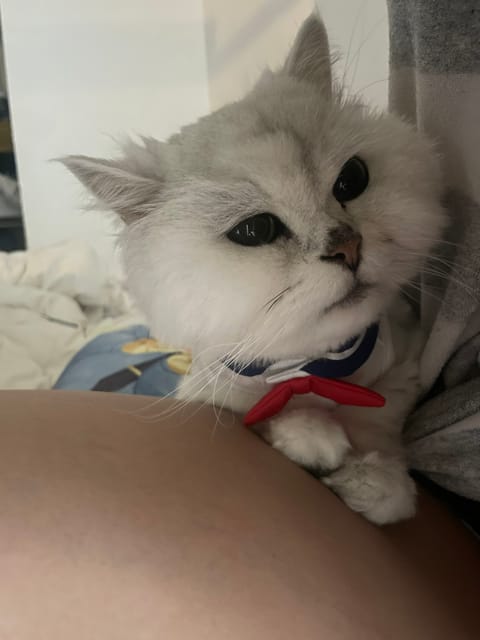 やばいへとへとすぎて
朝起きたのに動けなーい( 〜'ω' )〜
どこでもドアで家に帰りたい🏠笑笑

服着たにゃんたち可愛