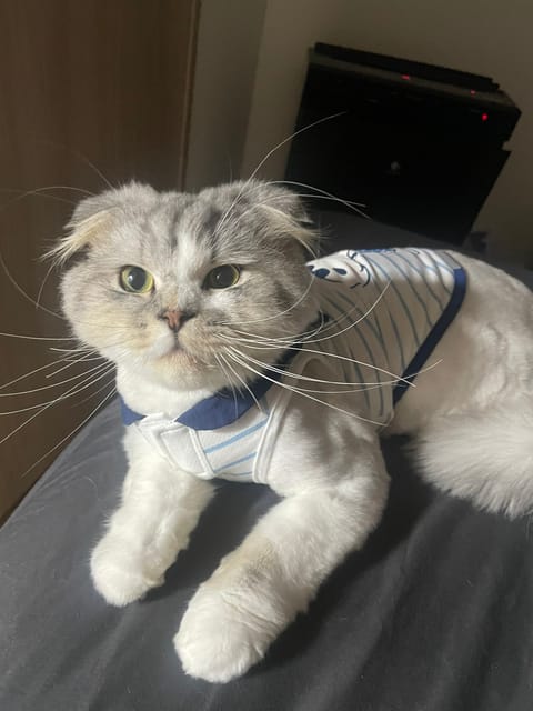 やばいへとへとすぎて
朝起きたのに動けなーい( 〜'ω' )〜
どこでもドアで家に帰りたい🏠笑笑

服着たにゃんたち可愛