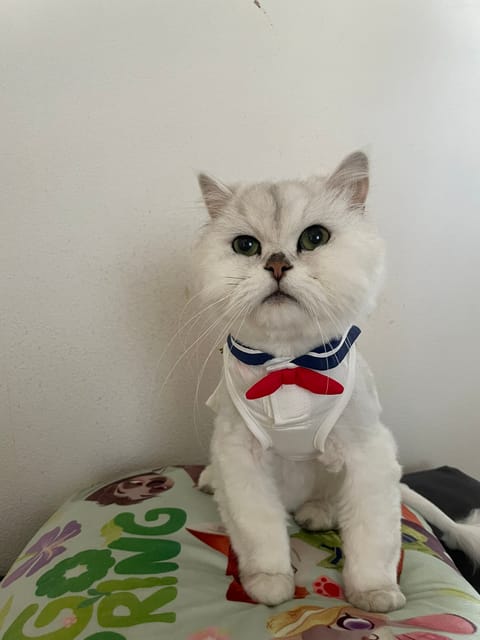 やばいへとへとすぎて
朝起きたのに動けなーい( 〜'ω' )〜
どこでもドアで家に帰りたい🏠笑笑

服着たにゃんたち可愛