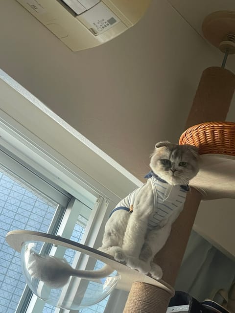 やばいへとへとすぎて
朝起きたのに動けなーい( 〜'ω' )〜
どこでもドアで家に帰りたい🏠笑笑

服着たにゃんたち可愛