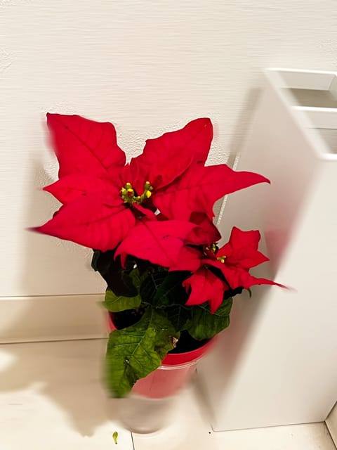 お久しぶりに出勤してきたら👰

扉開けて可愛いお花がありました🎄
1年の中でこのクリスマスの時期が1番好き🤍ꔛ

街中が