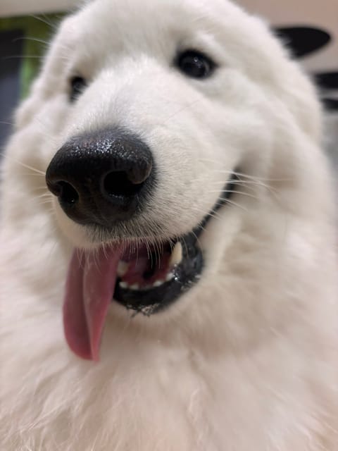 よだれかわちい。
明後日から豊橋いきまーす！