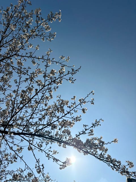 こんばんは🌃
寒暖差が激しい日が続いてますがお元気ですか？

桜の見頃もそろそろ終わりそうですが、中野ルームの近くも桜吹