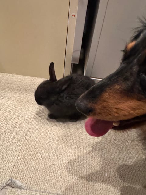 もう！
🐶お腹壊したと思って検査したらとっっっても健康でした😙

エアコンの下で寝るのやめなさい😡