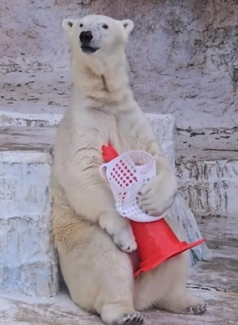こんばんは🤗🌙

また可愛い子を見つけて
しまいました😊✨
天王寺動物園
ホッキョクグマのホウちゃんです❤️
可愛い🥰🎀