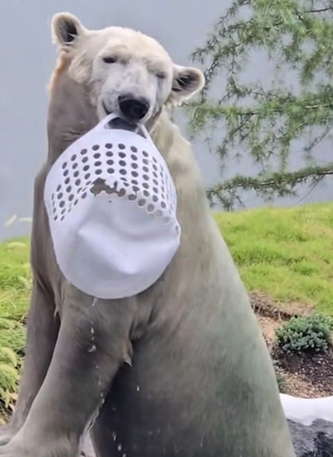 こんばんは🤗🌙

また可愛い子を見つけて
しまいました😊✨
天王寺動物園
ホッキョクグマのホウちゃんです❤️
可愛い🥰🎀