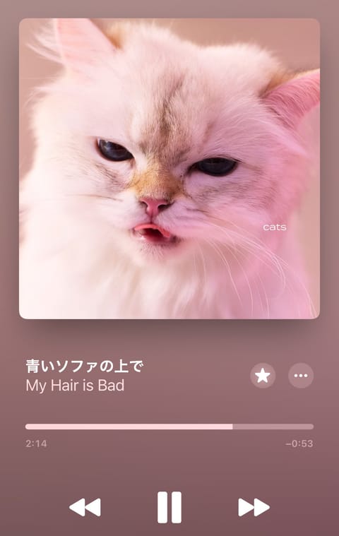 好きなアーティストさんが新しいアルバム出したんだけどジャケ写が猫ちゃんで鬼可愛🩷🤍🩷