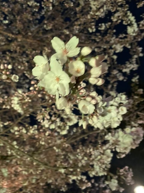この前桜観てきたの🌸