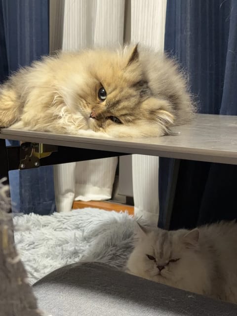 猫飼いですが猫アレルギーです🐱
おすくり飲んででもこの子たちと過ごしたい❣️