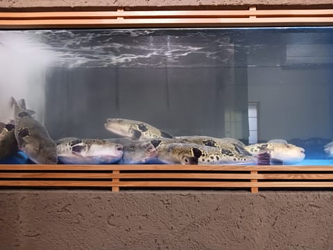 お疲れ様です🌙いつもありがとうございます✨️先日、母の生誕祭でふぐ食べに行って来ました🎉無事、チキンタツタとの再会も果た