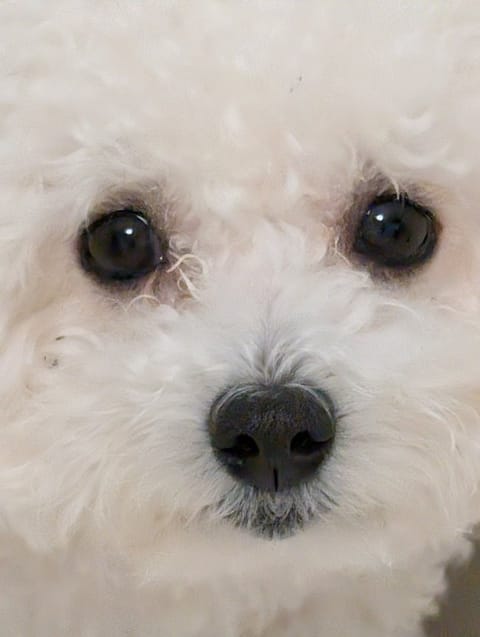 おはよう🌼*･

ドアップの愛犬ちゃんwww