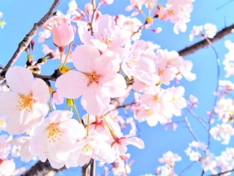 電車の窓から桜が見えて幸せな気分🌸

本日　秋葉原　にいます✨✨
久しぶりでわくわく˚✧₊⁎

事前予約もありがとうござ