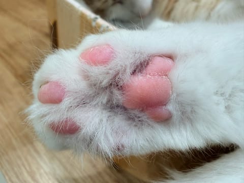 ✨🎄Merry Christmas🎄✨

今日は猫カフェでモフモフ天使たちに癒されて31でGODIVAコラボのアイスクリ