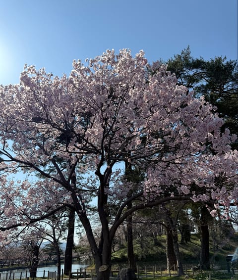 すっかり春の季節ですね🌸
綺麗な桜見れて幸せ🍀
来年もまた見たいです🤤