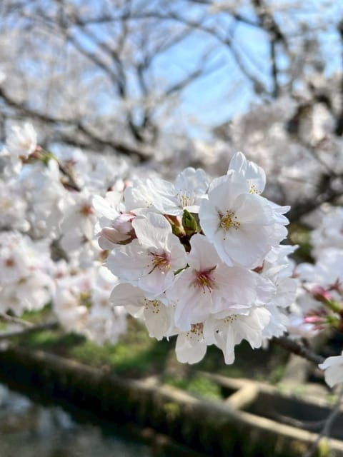 お休みの日にお花見といちご狩りしてきた〜🌸🍓
天気が良くて本当に良かった･:*+.\(( °ω° ))/.:+

甘くて