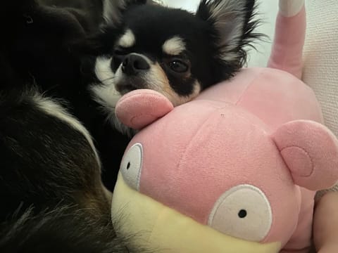 今日は1日お家でまったり🐶