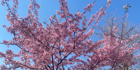 久々の出勤なう🌸

この間、桜を見に行ってきましたʕ•ᴥ•ʔ✨

#メンズエステ