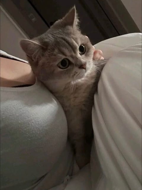 来週の予定🐱💖ALT