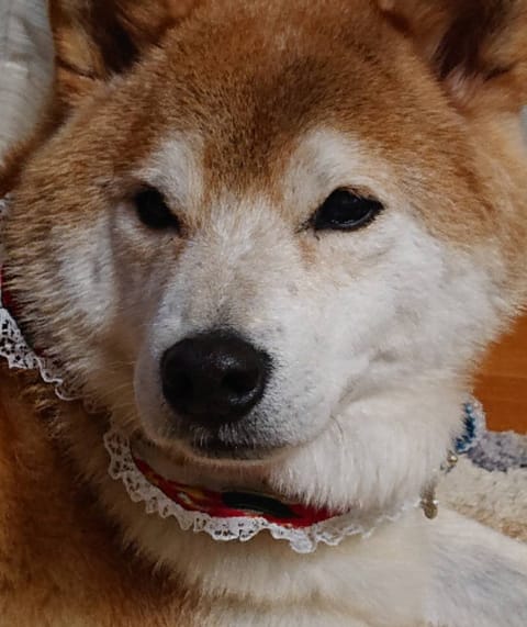 こんばんは。
中野roomにいます。
是非いらしてください✨