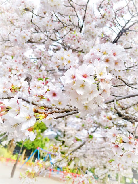 こんばんは♪♪
今日は前々から予定していた会社のお花見でしたっ🌸
お客様にお話聞いたら、意外と会社でお花見ってないんです
