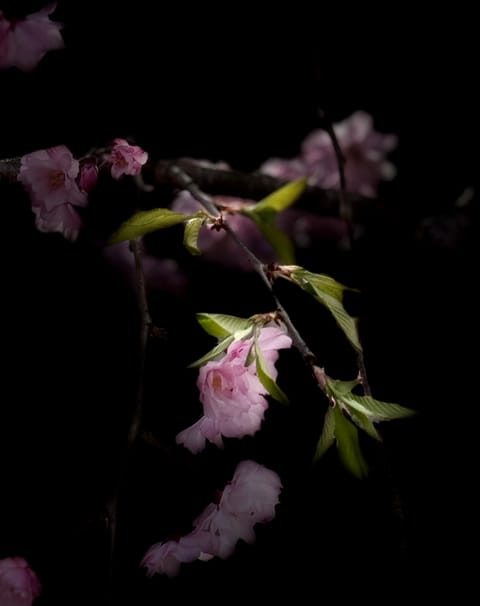 見納めの🌸
どうやって撮ったのか？わからない写真が混じってました…😆

#桜　#お花見　#枝垂れ桜　#ゆりかご広島