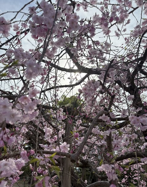見納めの🌸
どうやって撮ったのか？わからない写真が混じってました…😆

#桜　#お花見　#枝垂れ桜　#ゆりかご広島