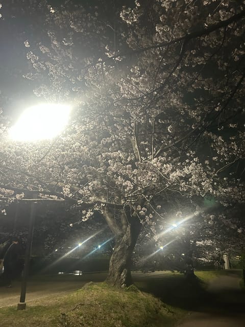 夜桜🌸
ずーっと眺めていたい✨✨✨