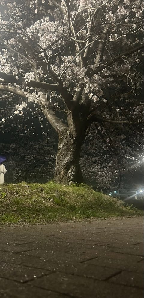 夜桜🌸
ずーっと眺めていたい✨✨✨