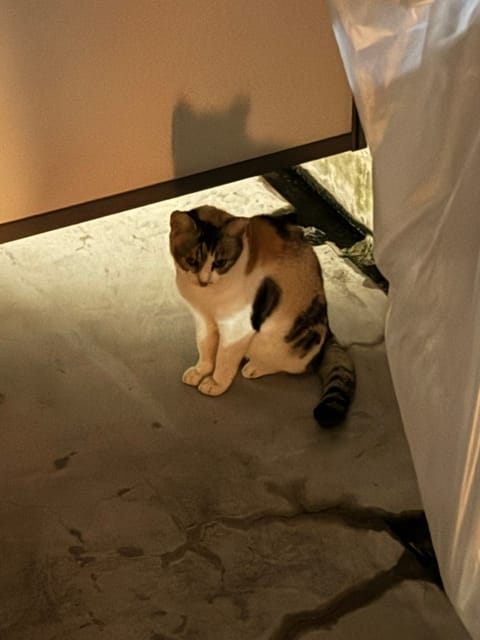 ベランダにねこちゃん発見ꧦ𐅁𐀸𐋠𛰙᭜𖫴𖫰𖫱𖫳𖫲𖫲𖫳𖫴𖫰𖫱꛰ﯩᩝ︪᭜𖫴𖫰𖫱𖫳𖫲𖫲𖫳𖫴𖫰𖫱꛰ީᩝ𛰚っ ≡ ♡
