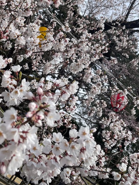今週のスケジュールは
🌸8日　10:00〜
🌸9日　10:00〜
🌸12日  10:00〜

お昼時間にお時間ある方はぜ
