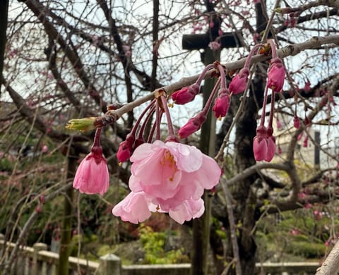 きのうまでのお墓参り7日間チャレンジが無事に終わり、今日は久々に神社にお参り😊

桜が咲いていると、いつも以上に趣が増し