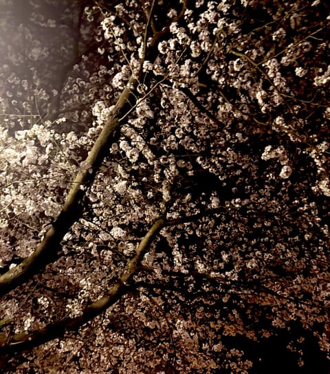 🦢次回4/10(金)🕊️
⏰12時〜19時
🏠古河🤍

一昨日、帰りにみた近くの夜桜🌸
とってもきれいでした🤭