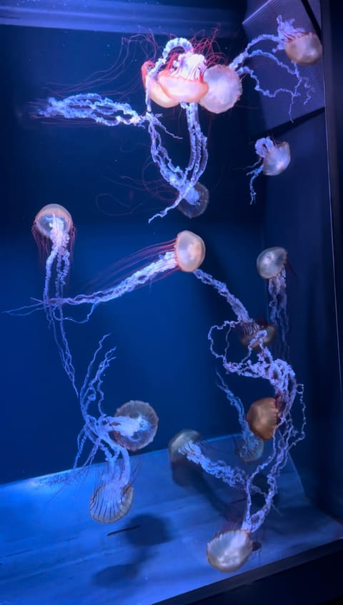 数年ぶりの水族館。

水族館の中で、クラゲが1番幻想的で好きです🪼