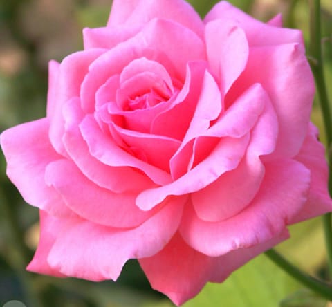 こんばんは✨

セラピストの叶です🌹

今日も　お仕事お疲れ様です🍀

寒い日が続きますが　皆様いかがお過ごしですか？
