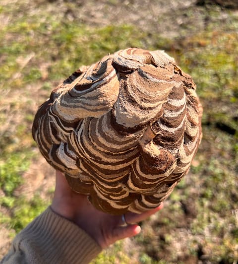 オオスズメバチの巣とったどー