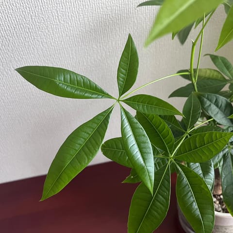 おうちで育ててるパキラツイン🌿

いつのまにかこんなに背が高く😳💦
日照不足なのかなあ…🥹
本積み上げてみたんだけど、こ