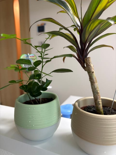 お引越しでバタバタ´т ‧̫ т 
新居に植物買いました🌳✨️
ちゃんと育ってくれるといいなあ☺️

そして明日は新橋ル