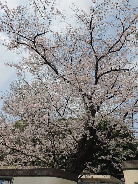 おはようございます☀︎

久しぶりのお天気☀、お花見日和だね🌸
新年度はじまってみなさまばたばたとお忙しい期間かもですね