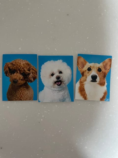 普段ガチャガチャほとんどやらないけど愛犬に似た証明写真のガチャガチャ見つけて速攻回した🙂‍↕️笑
かわいすぎる🫶

本日