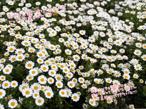 明日4/21(火)❣️
10:00～17:00でいます⸜🌷︎⸝‍
事前予約、お問い合わせお待ちしております♩