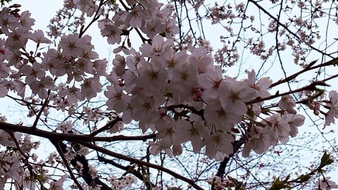 こんにちは🌞

今日は風が強いですが暖かいですね🌸
先日、上野公園へとお花見に行ってまいりました🎶

少し散りかけていま