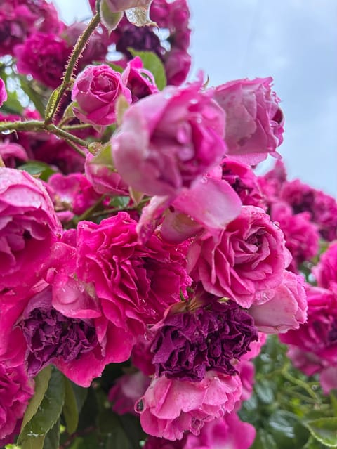 おはようございます！
雨も滴るいいお花🌼💓🥺💖
雨も悪くない...か☺️
植物たちにとっては恵みの雨だから☔☀️😙👍🏻
