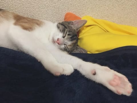 今日はお休みぃ(´ `)🫧 ͛.*
まったりします🫠

▷▶︎直近の出勤🧸⋆꙳
7/26(金)15:00-24:00
7