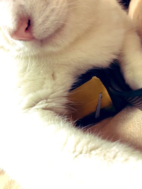 皆様ご機嫌よう🫡ご予約満了ありがとうございました。🥪🍋ありがとうございます。また、お会い楽しみです♡

💗11時🈵
💗1